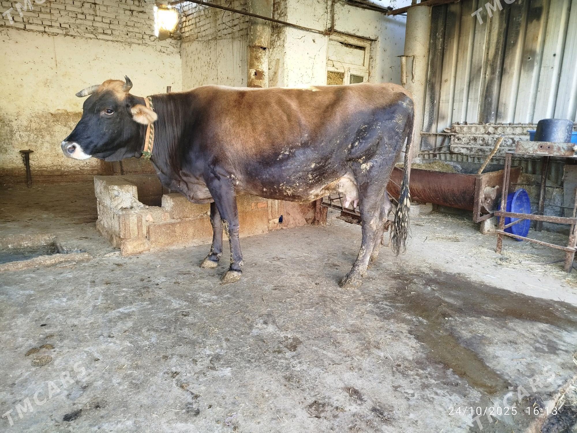 Sygyr - Бахарден - img 2