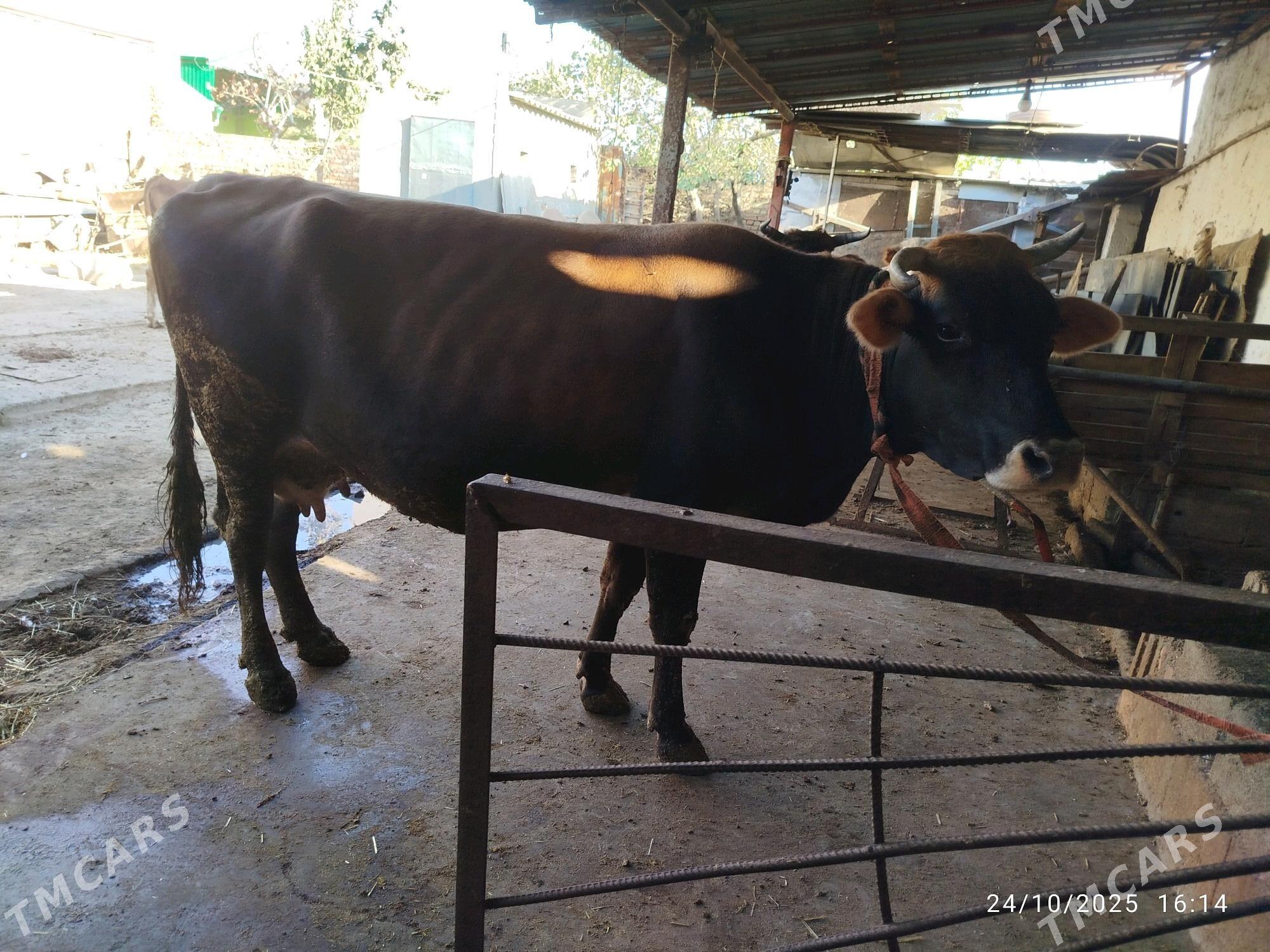 Sygyr - Бахарден - img 4