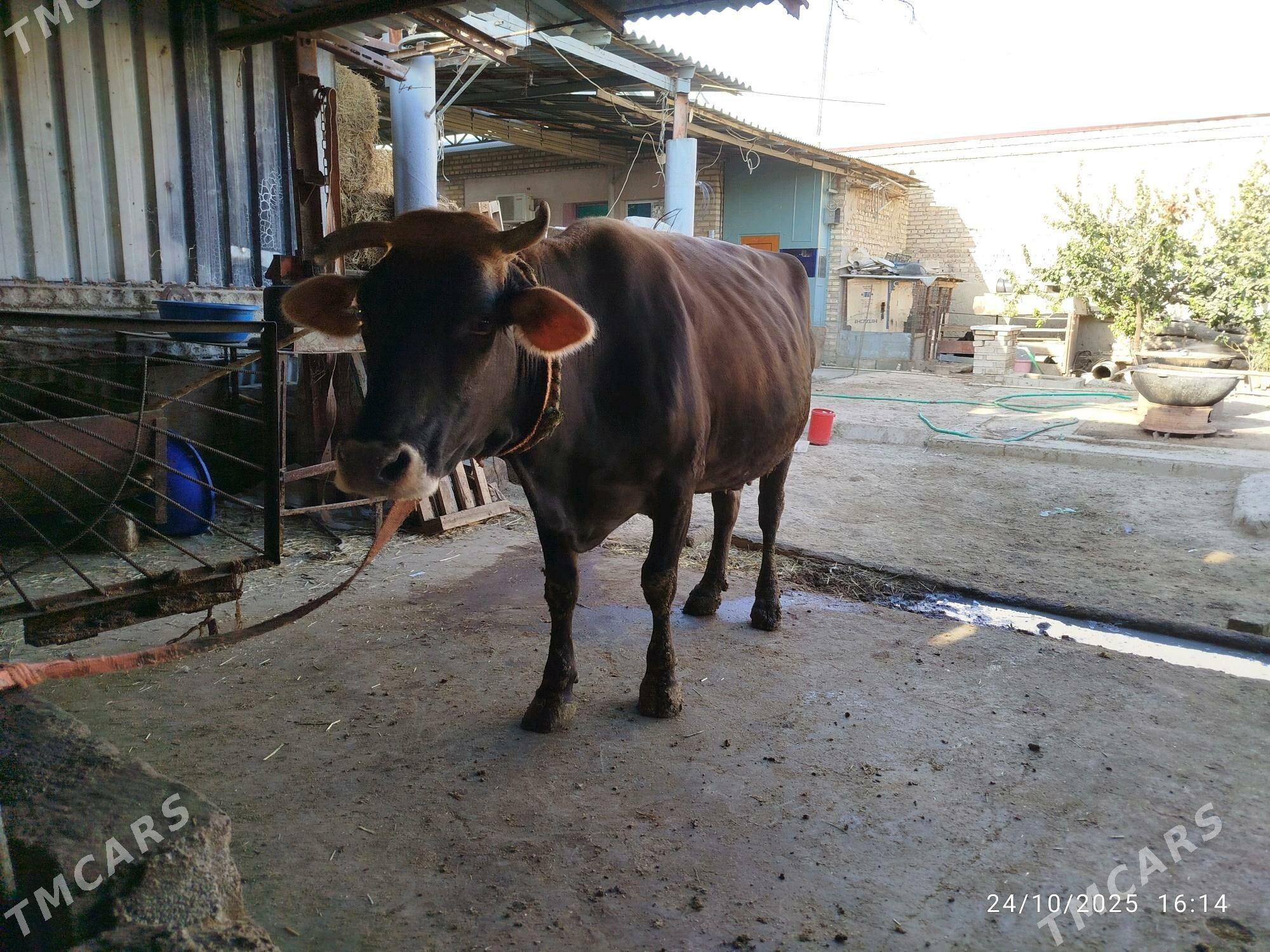 Sygyr - Бахарден - img 3