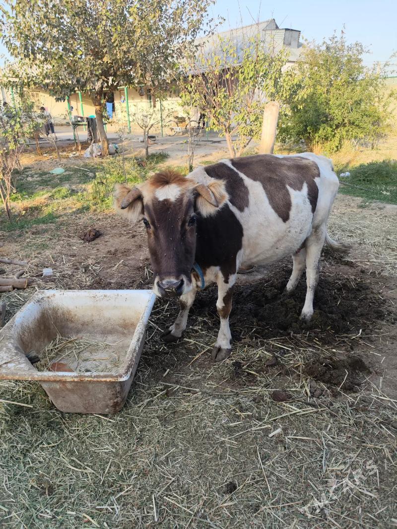 sygyr - Анев - img 2