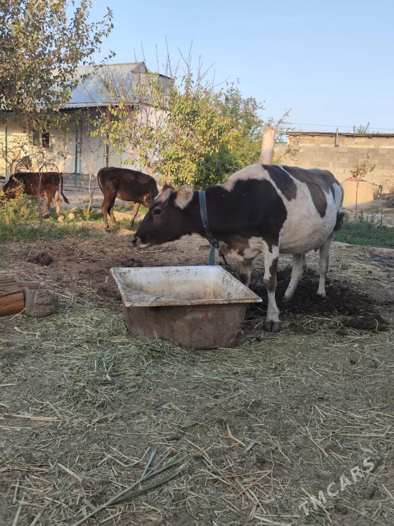 sygyr - Анев - img 4