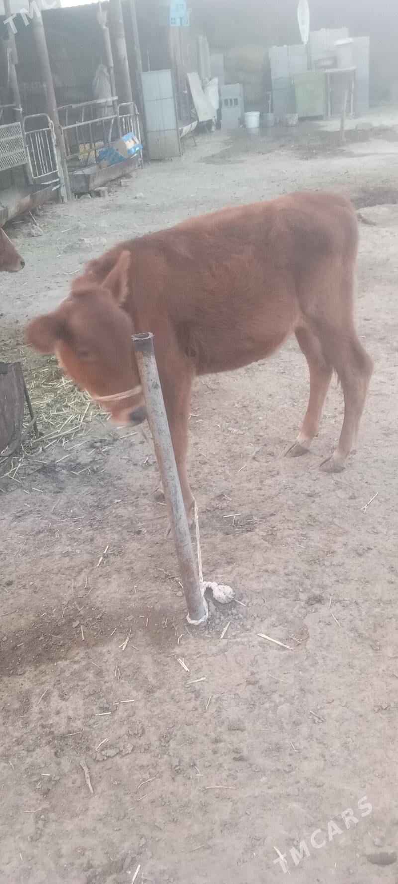 goleler - Ак-Бугдайский этрап - img 1