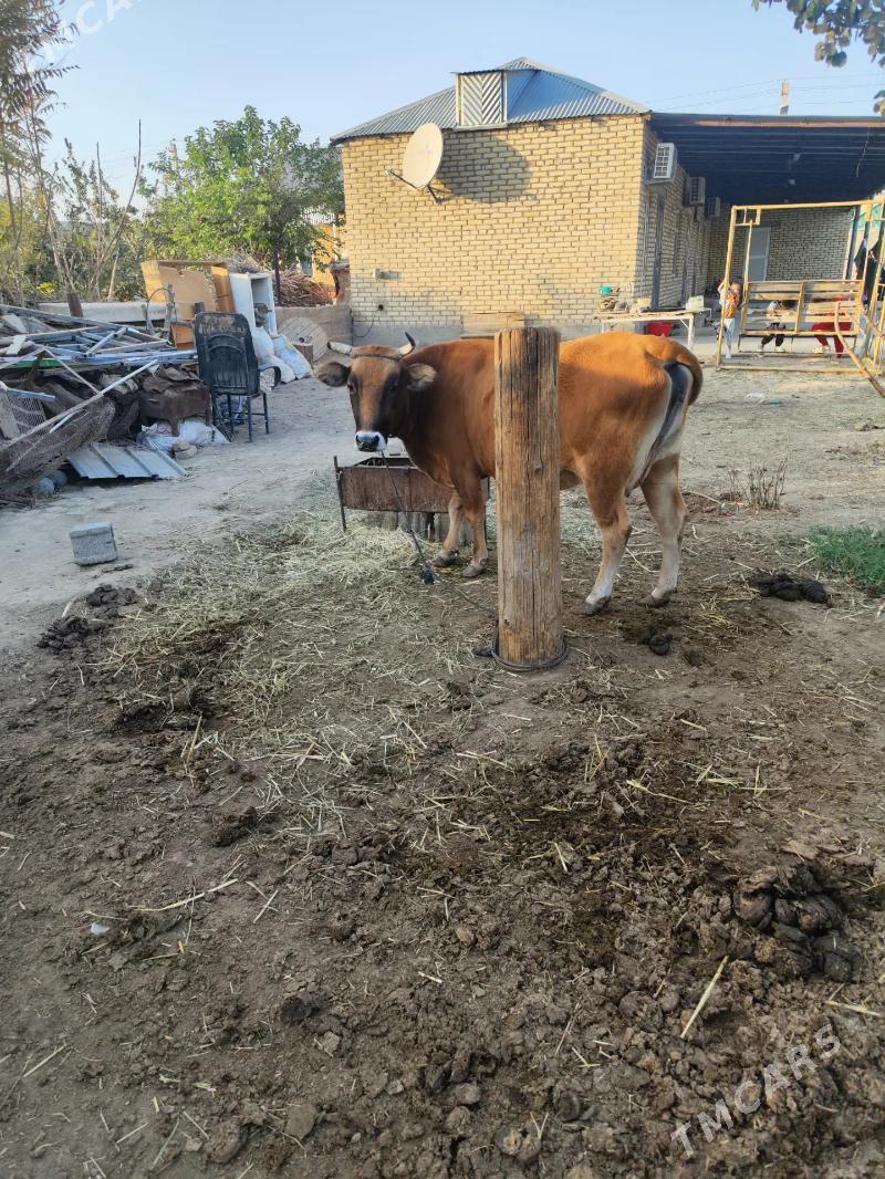 sygyr - Анев - img 1