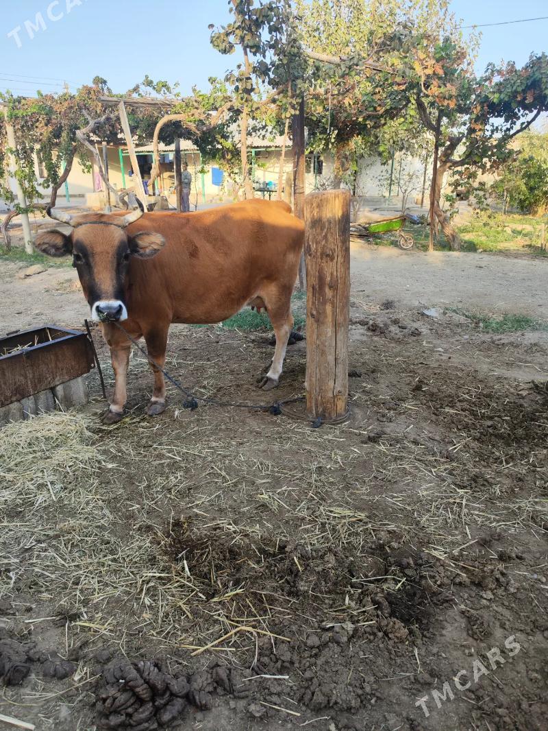 sygyr - Анев - img 2