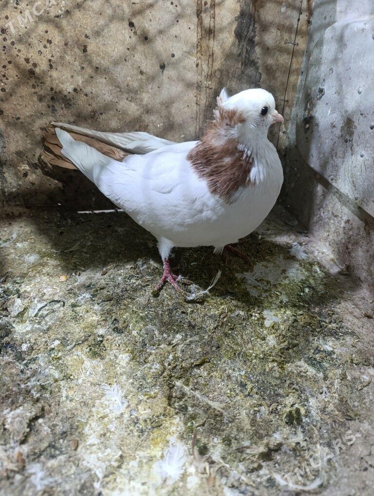 KEPDERI - Mary - img 3