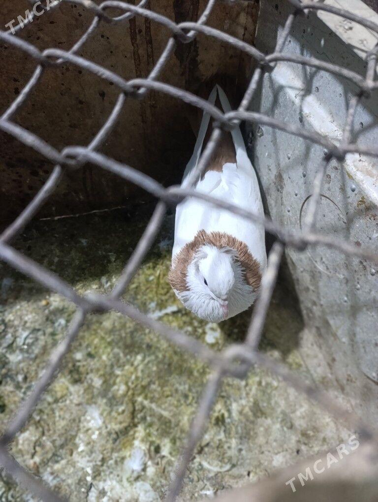 KEPDERI - Mary - img 2