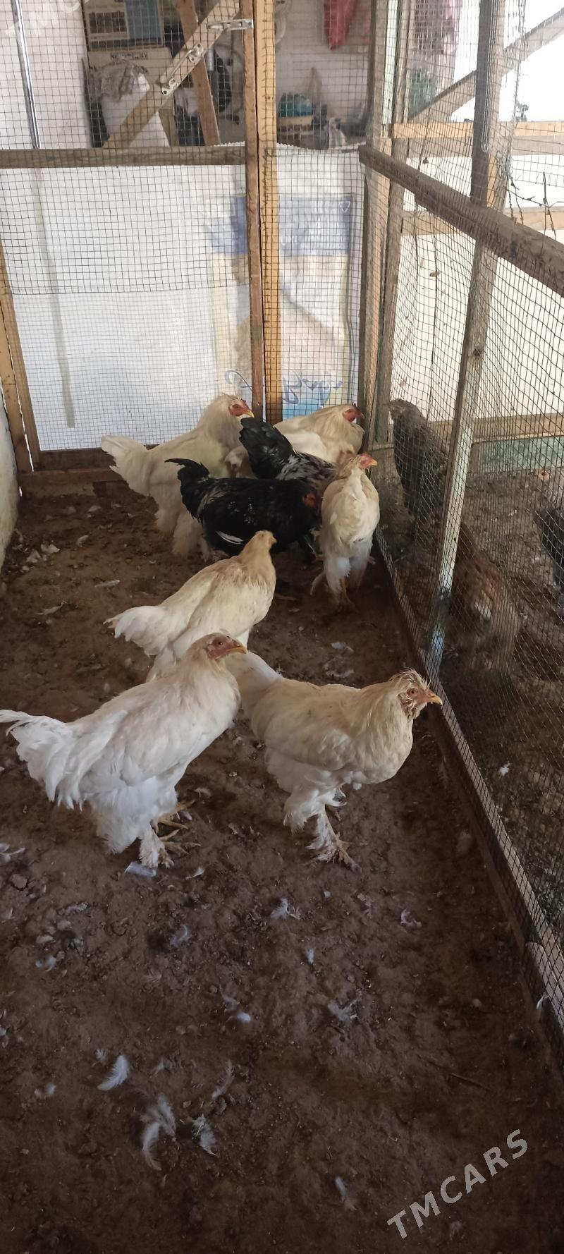 brollir lahmanogi - Baýramaly - img 1