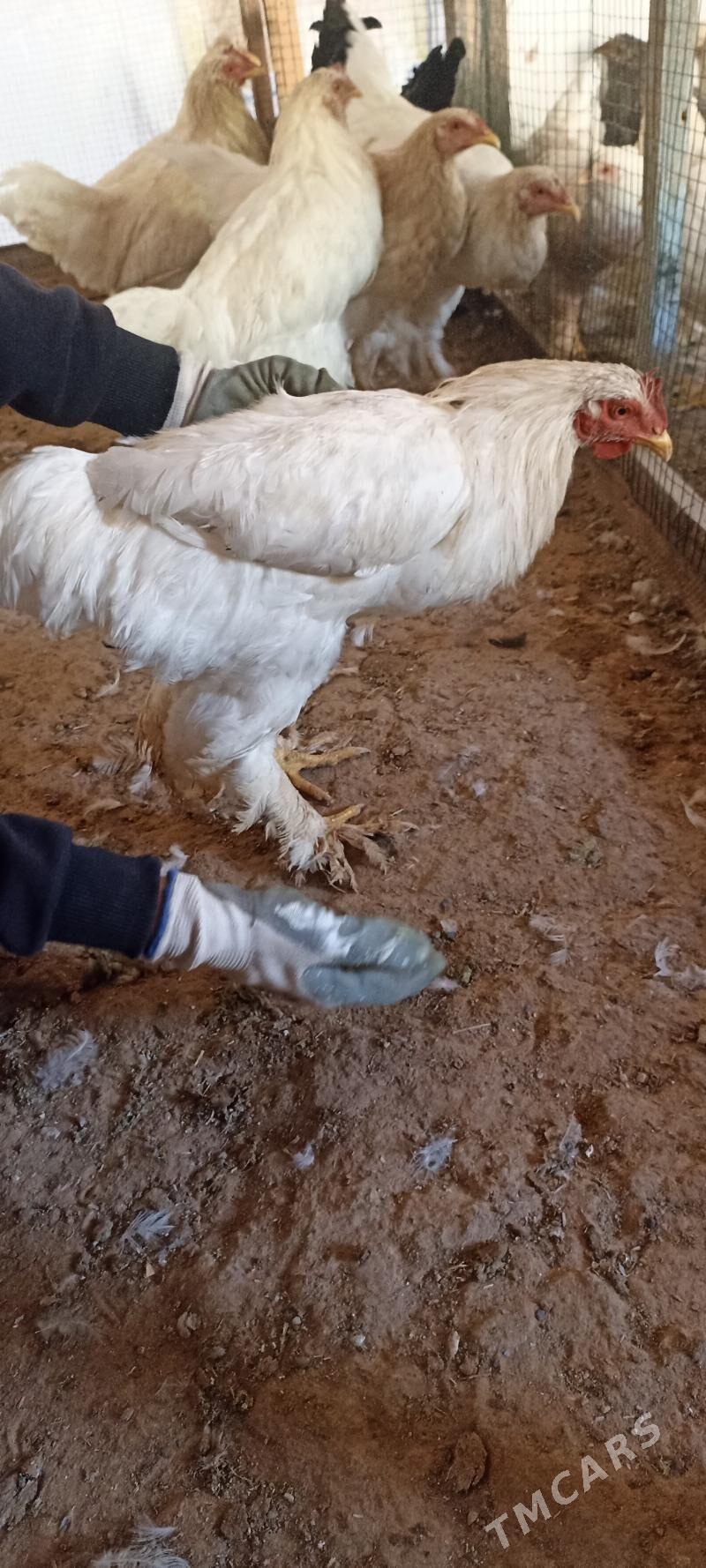 brollir lahmanogi - Baýramaly - img 3