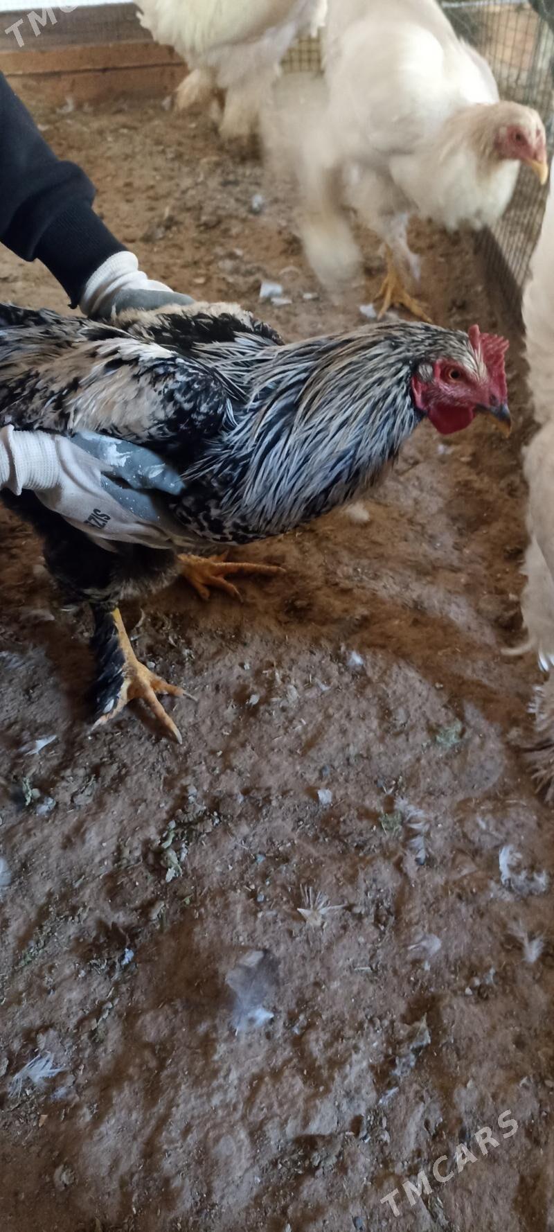 brollir lahmanogi - Baýramaly - img 2