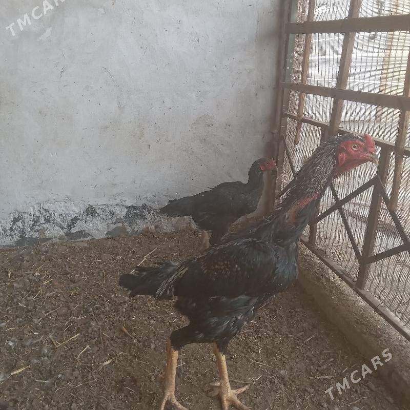 horaz - Türkmenabat - img 1