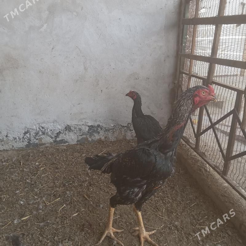 horaz - Türkmenabat - img 2