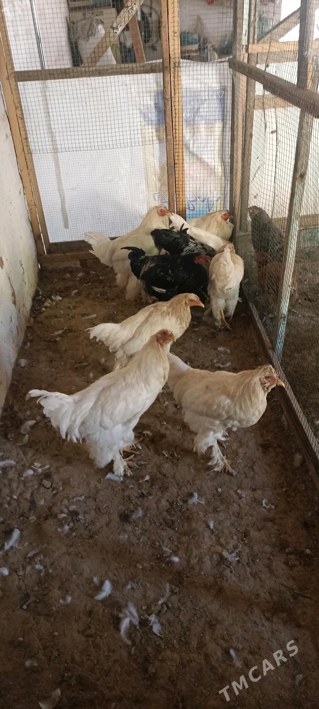 brollir lahmanogi - Baýramaly - img 4