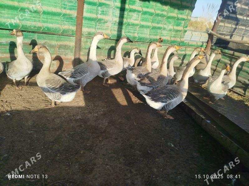 guva gaz - Чарджоу - img 4