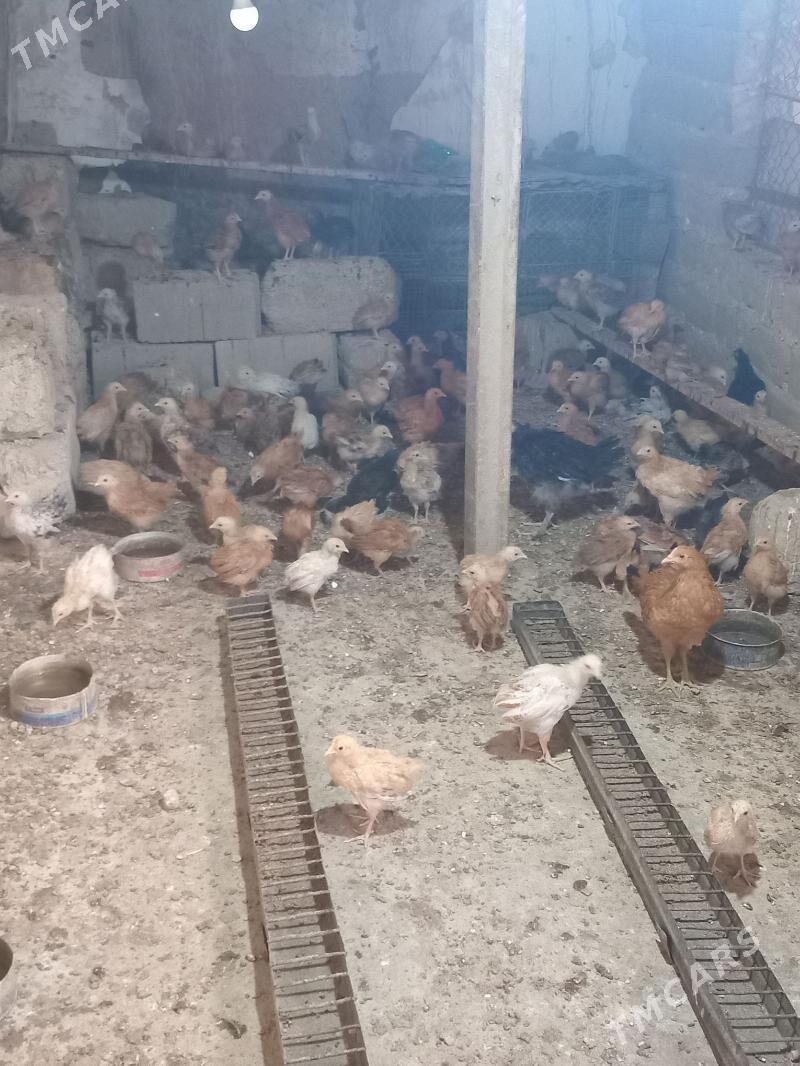 juje - Бахарден - img 2