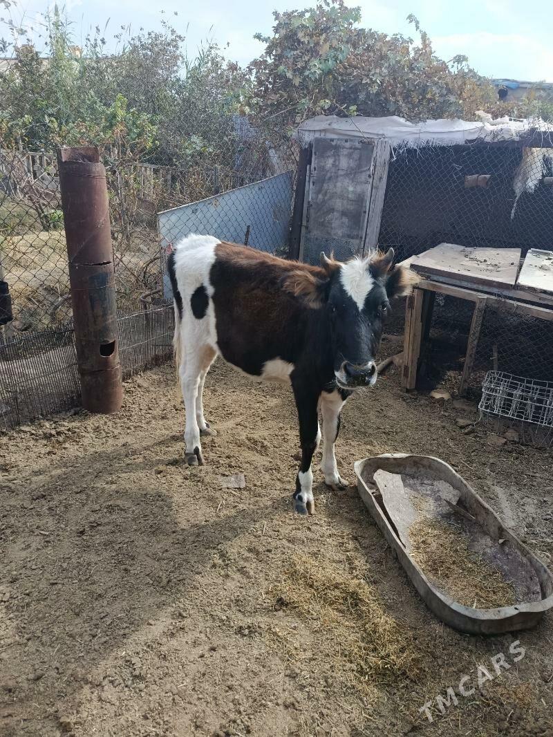 Gacar, Gole - Balkanabat - img 2