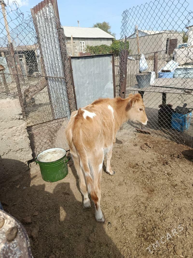 Gacar, Gole - Balkanabat - img 3