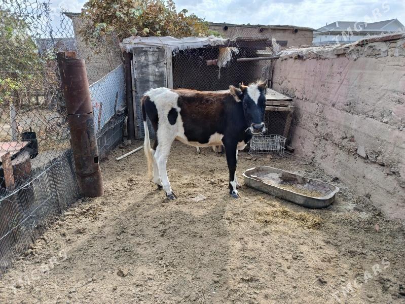 Gacar, Gole - Balkanabat - img 5