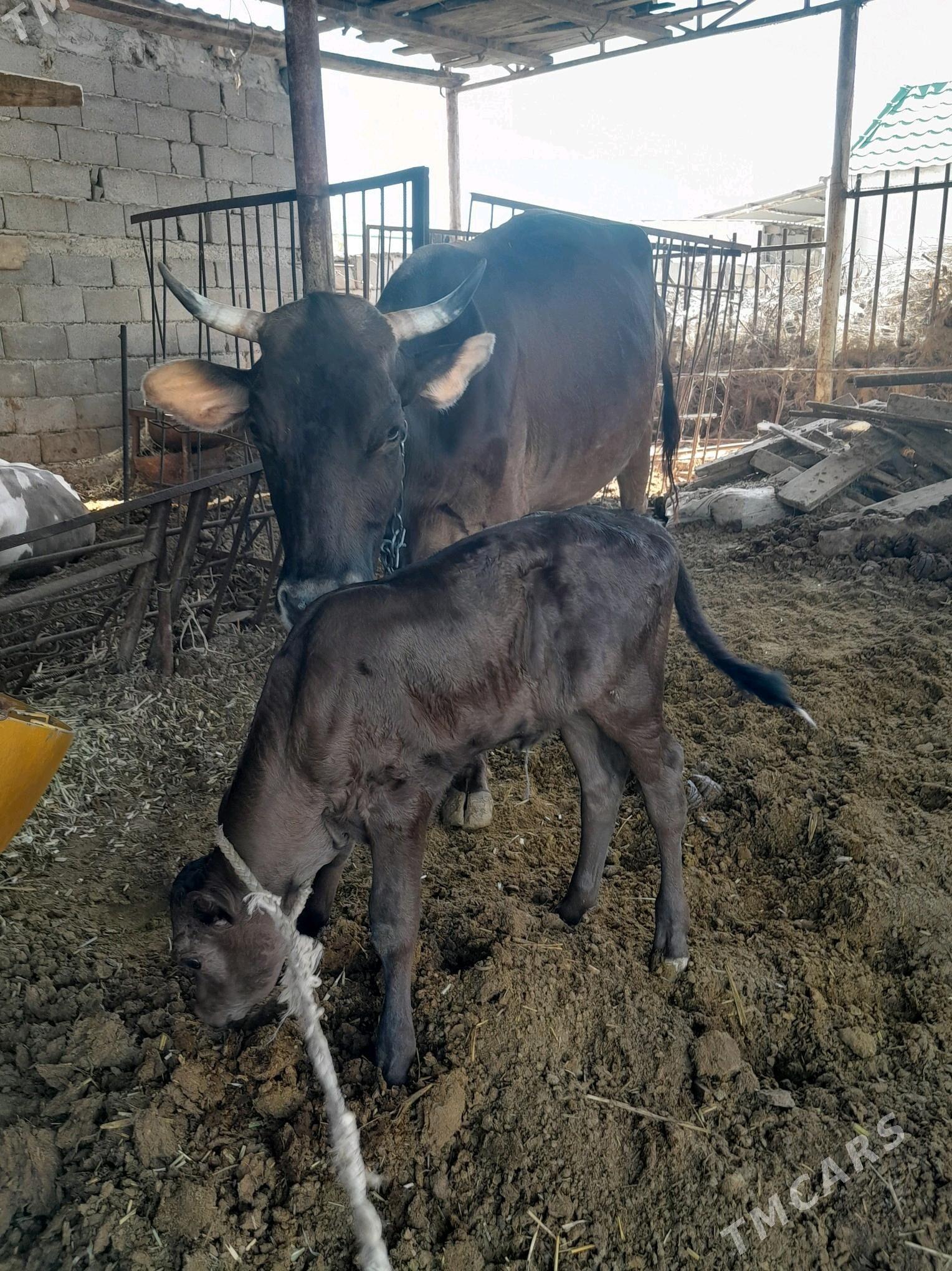 Göleli sygyr - Gökdepe - img 1