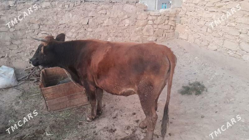 sygyr - Гызыларбат - img 2