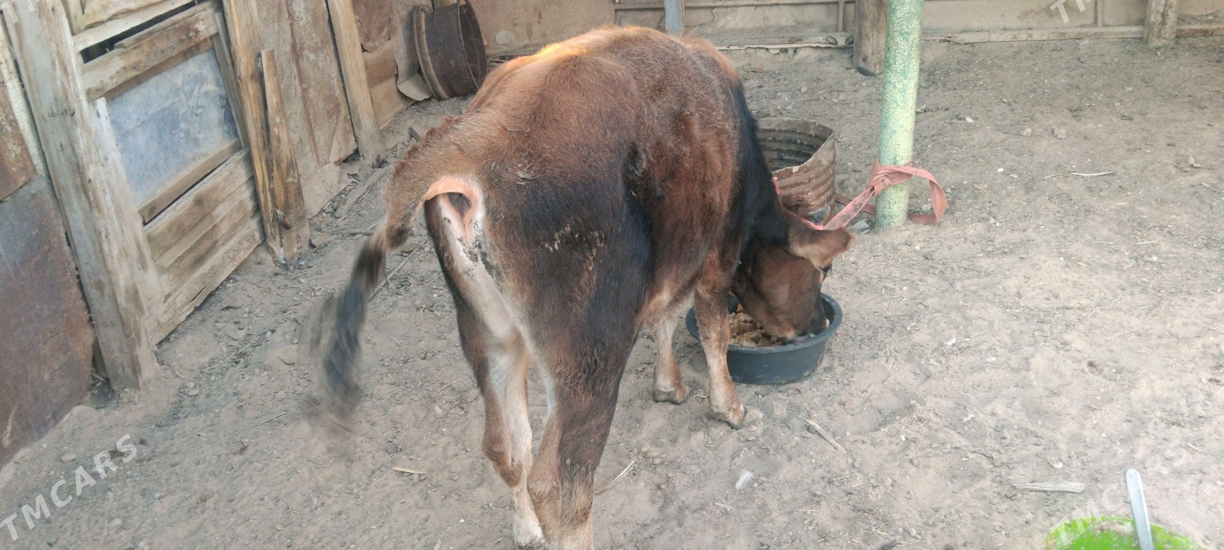 okuzce - Туркменбаши - img 3