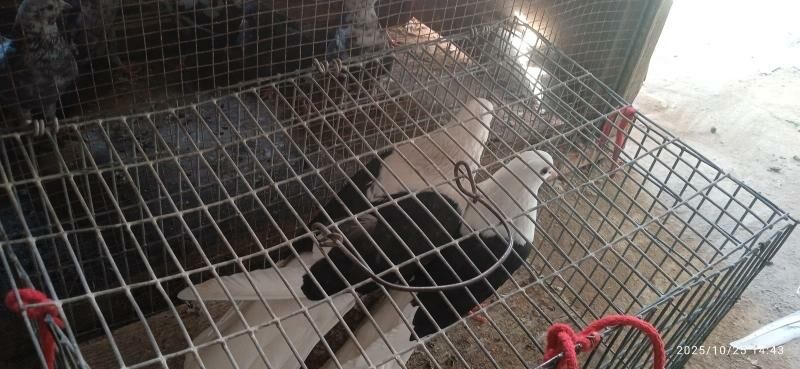 kep - Туркменабат - img 2