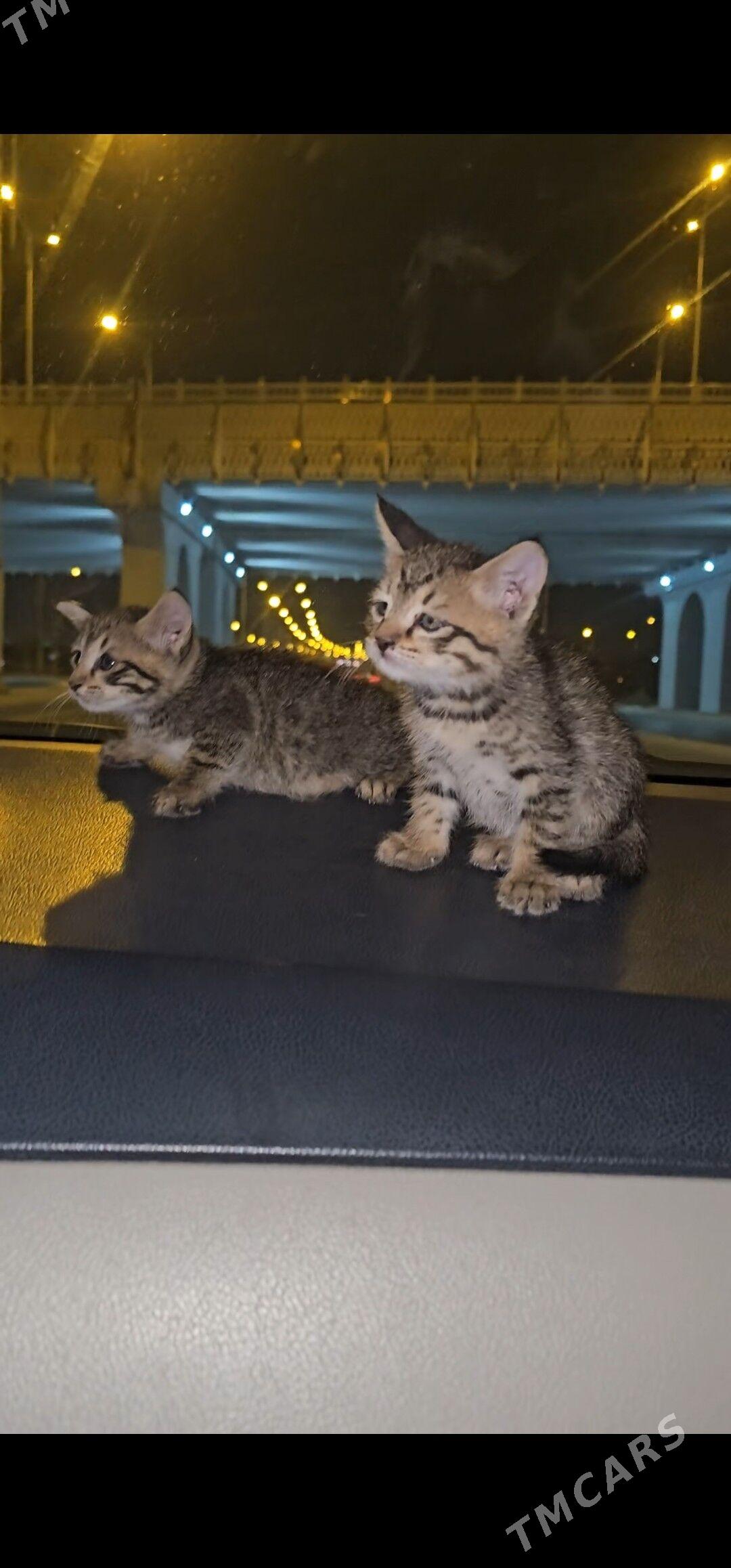 pişijekler - Aşgabat - img 2