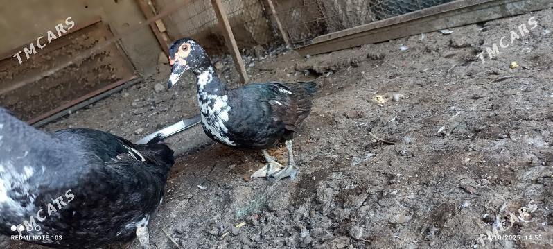 indawutga - Багир - img 2