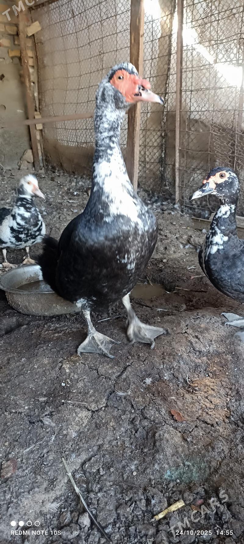 indawutga - Багир - img 3