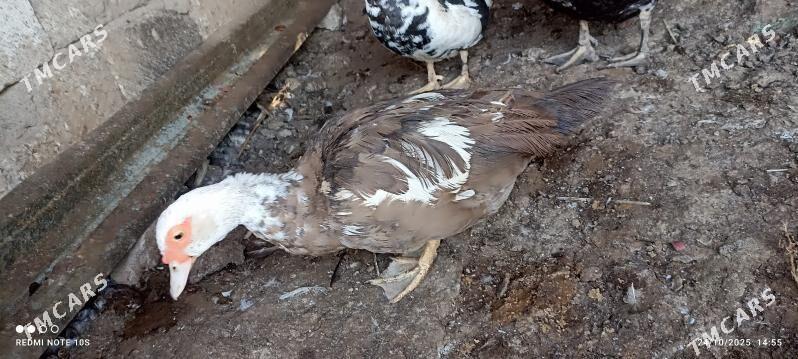 indawutga - Багир - img 5