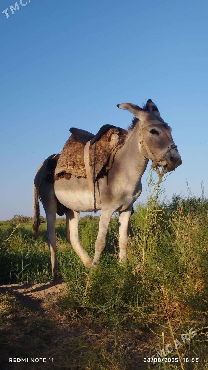 Eşek - Теджен - img 1