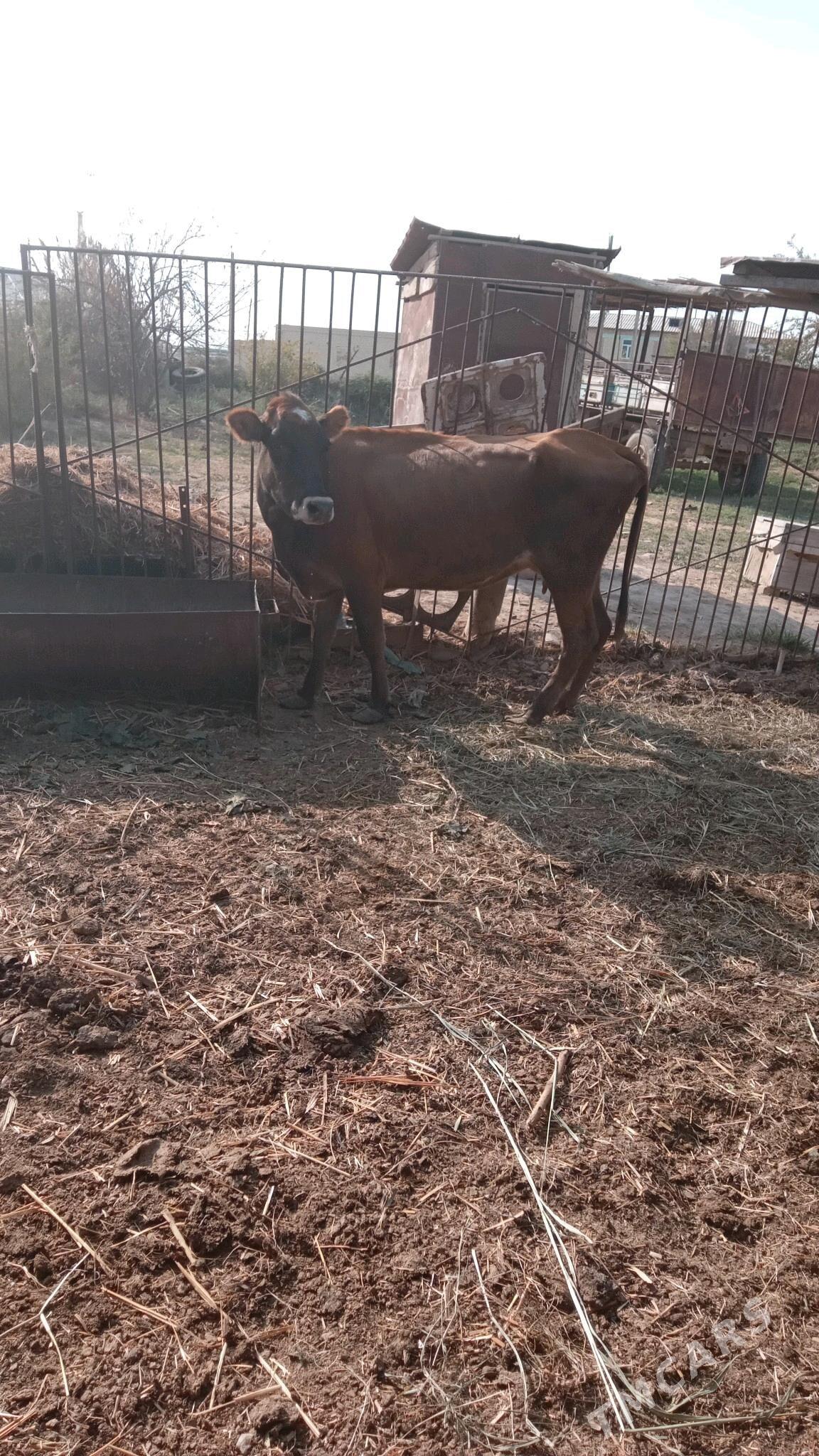 sygyr - Векильбазар - img 2