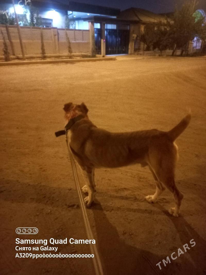 it - Aşgabat - img 2