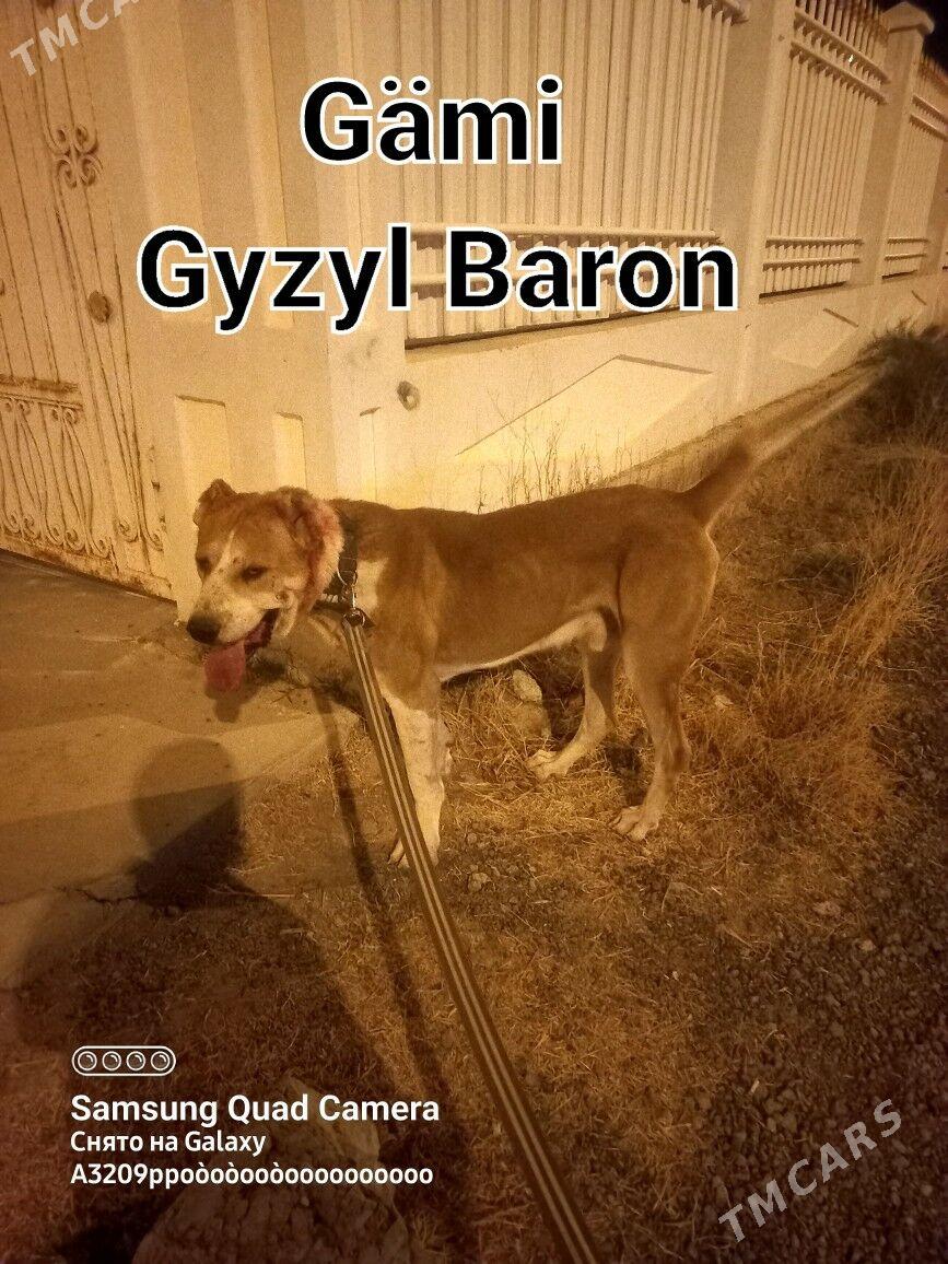 it - Aşgabat - img 1