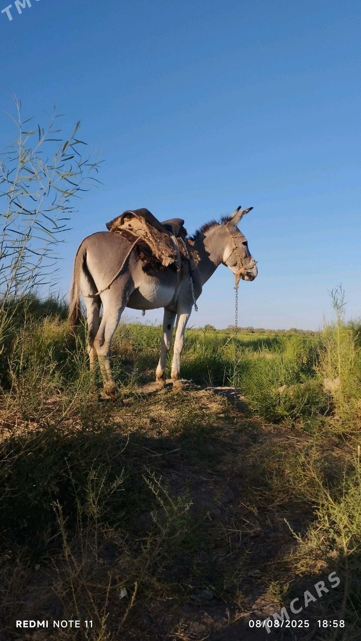 Eşek - Теджен - img 2