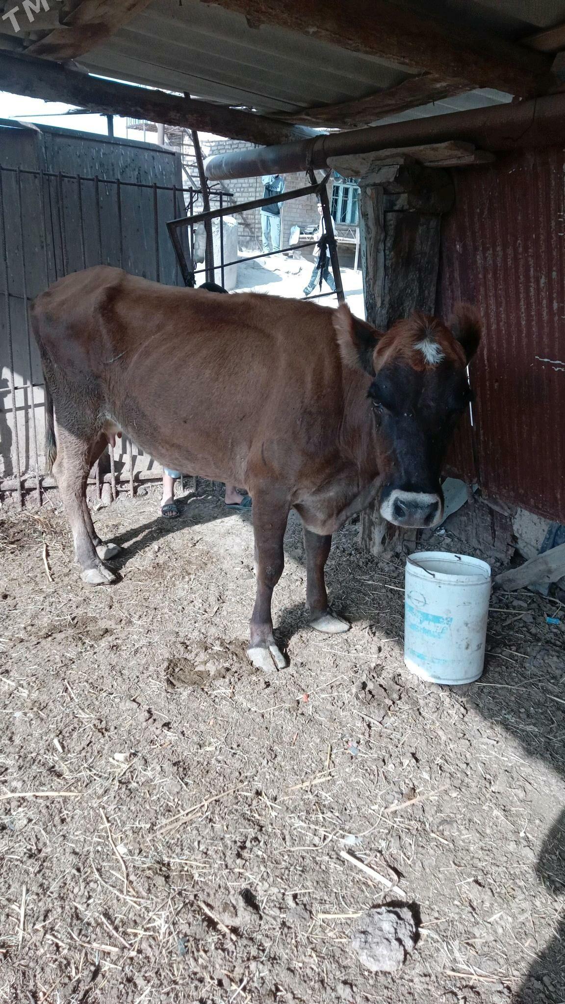 sygyr - Векильбазар - img 3