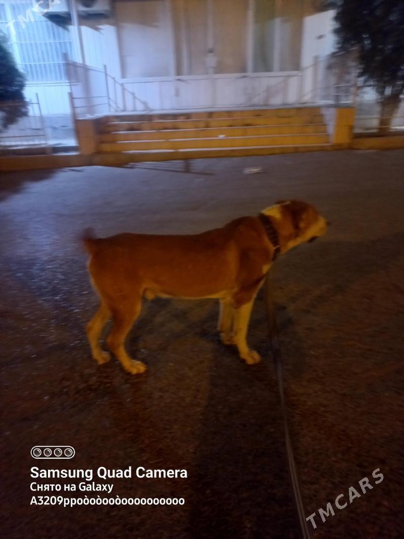 it - Aşgabat - img 4