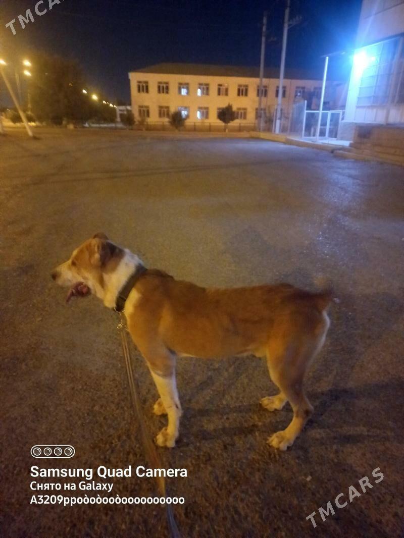 it - Aşgabat - img 3