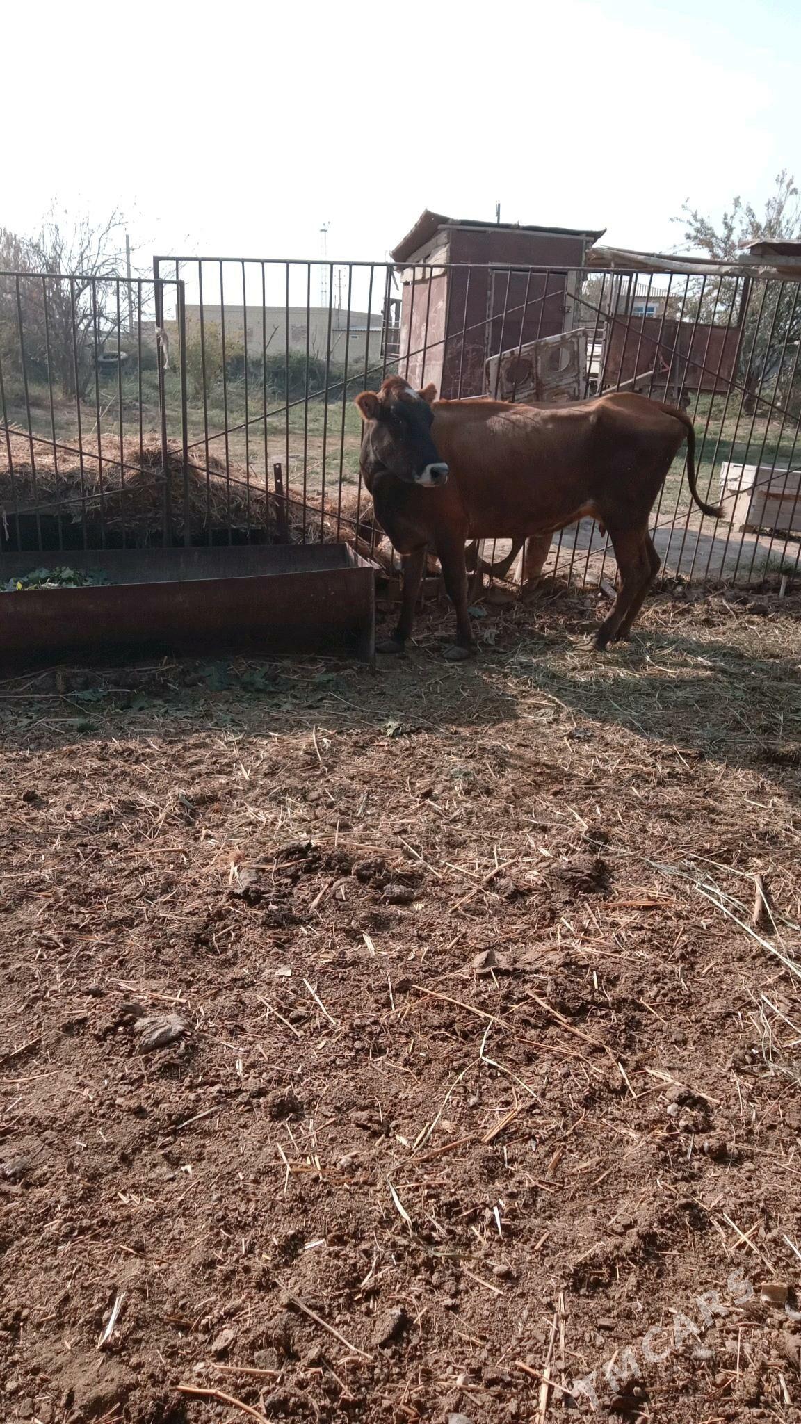 sygyr - Векильбазар - img 4