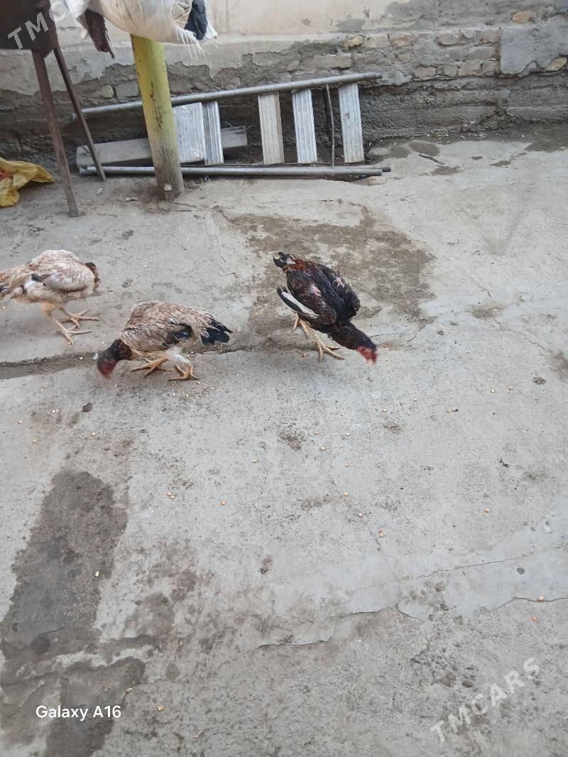 horaz - Туркменабат - img 2