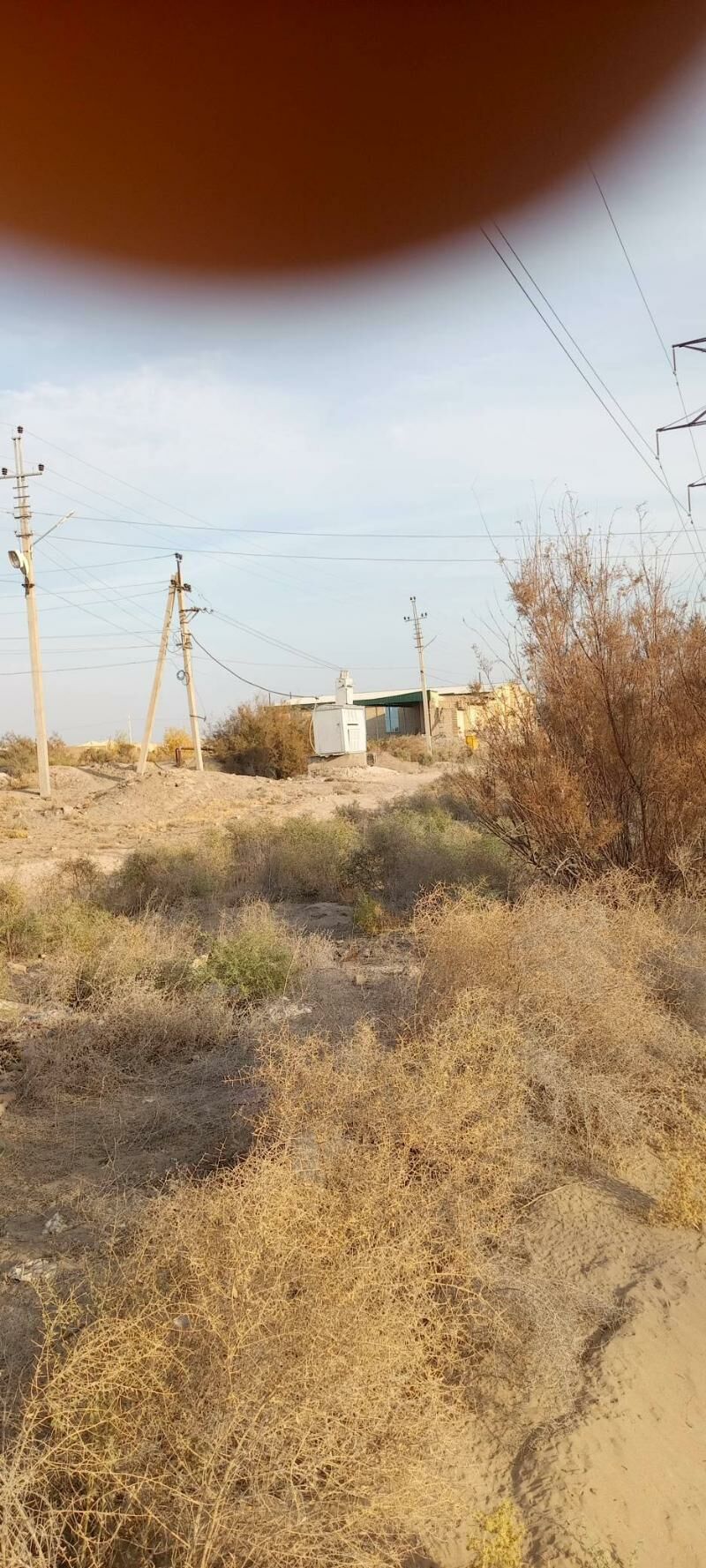 Satlyk jay - Çärjew - img 2