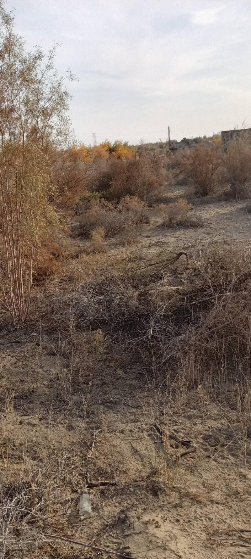 Satlyk jay - Çärjew - img 8