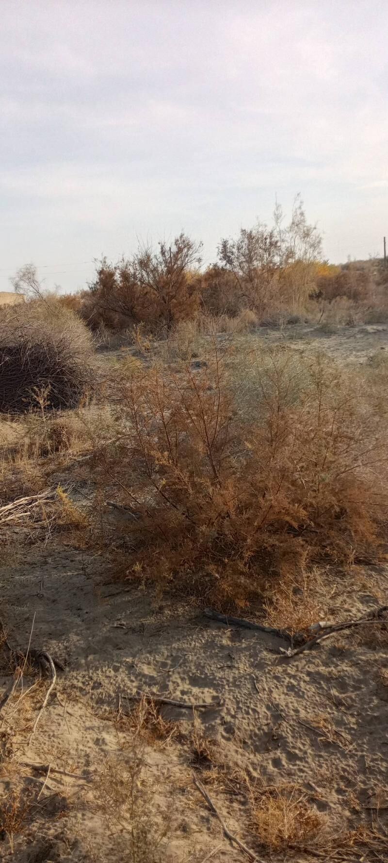 Satlyk jay - Çärjew - img 1