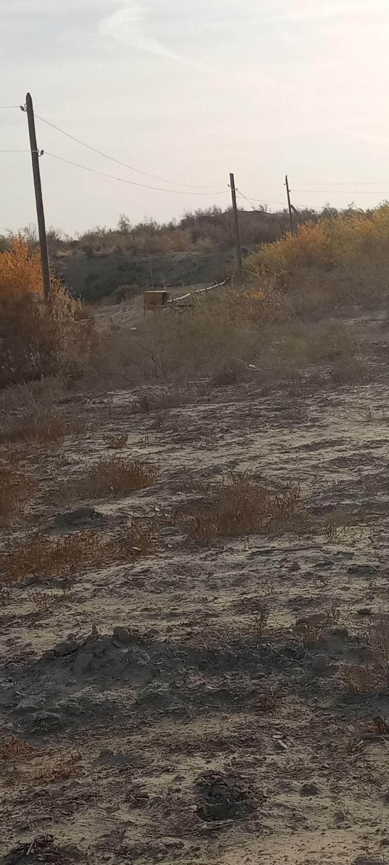 Satlyk jay - Çärjew - img 9