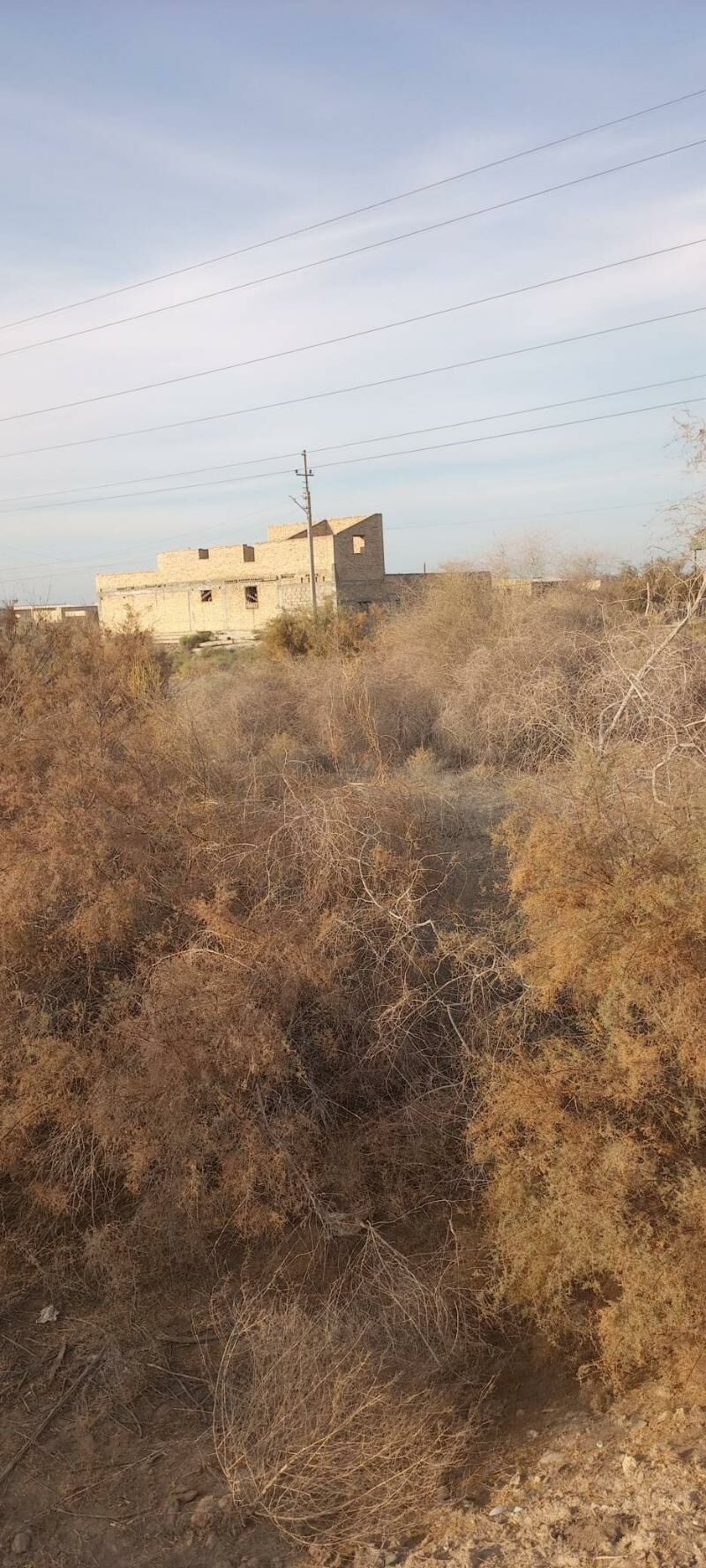 Satlyk jay - Çärjew - img 4