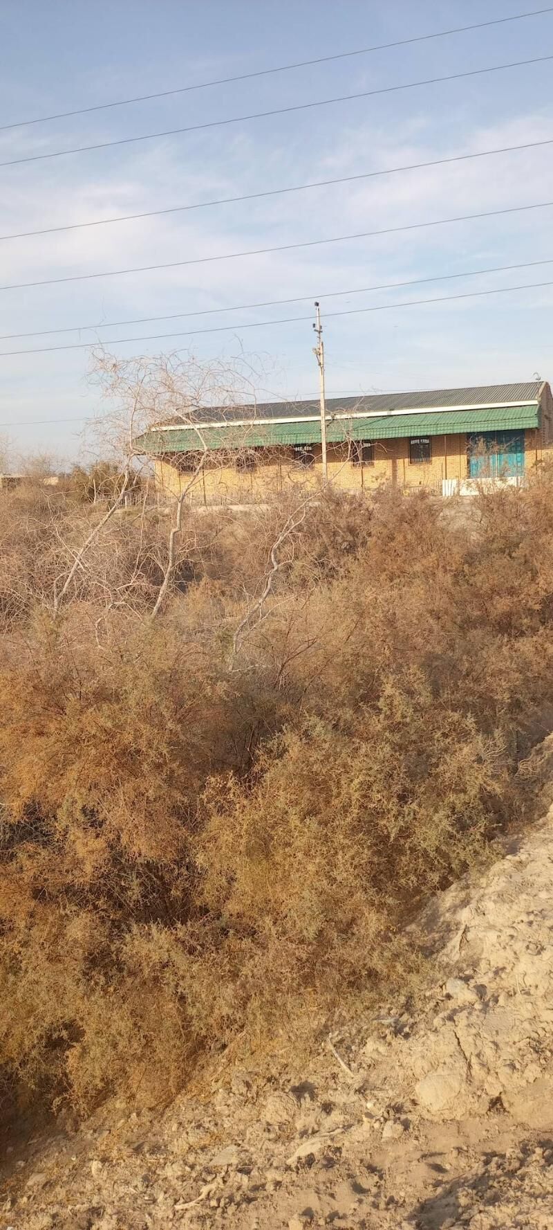 Satlyk jay - Çärjew - img 11