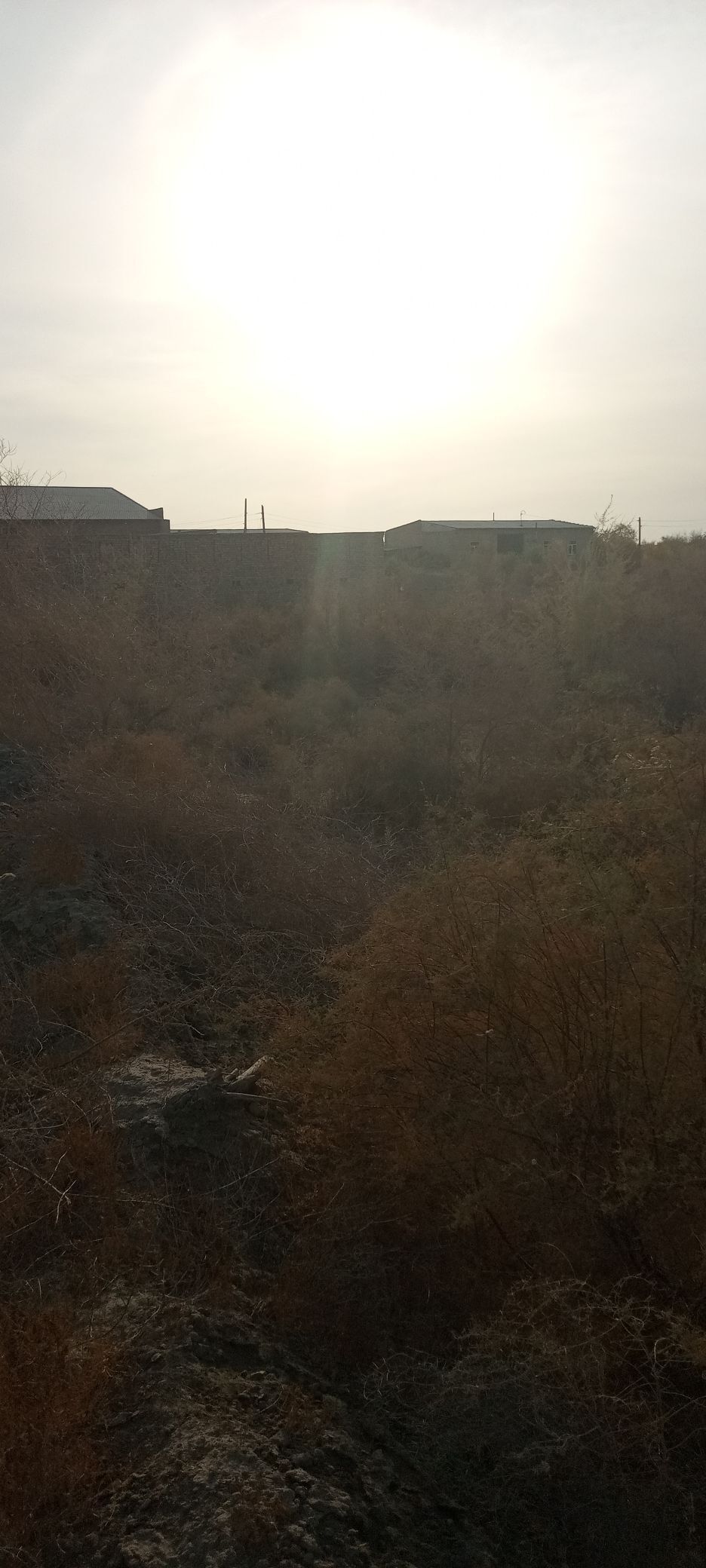 Satlyk jay - Çärjew - img 3