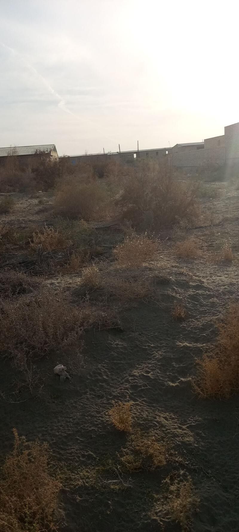 Satlyk jay - Çärjew - img 5