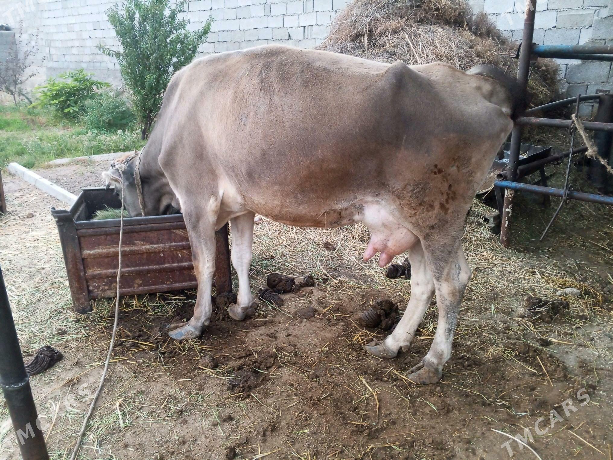 Goleli sygyr - Gökdepe - img 2