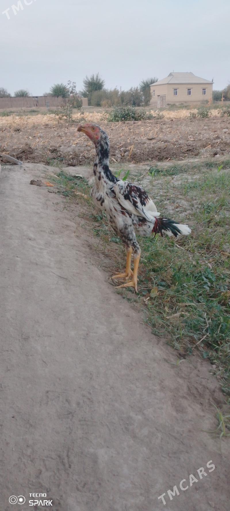 baysy horaz - Туркменгала - img 2