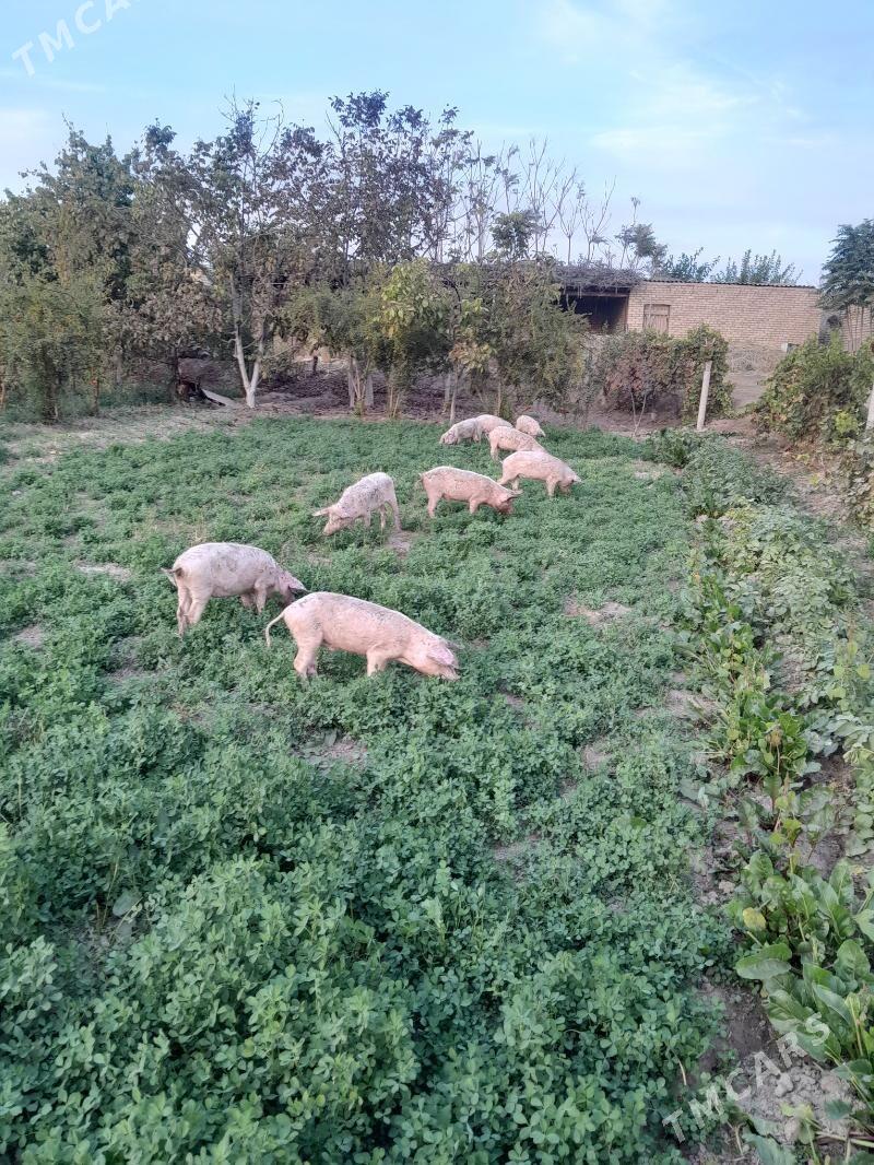 Doñuz - Saýat - img 2